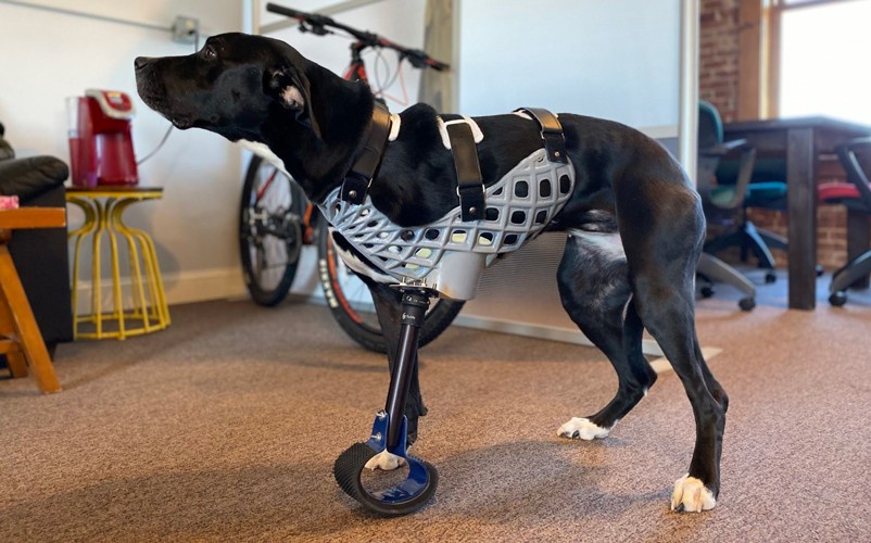 A black lab with a 3D printed prosthetic leg
